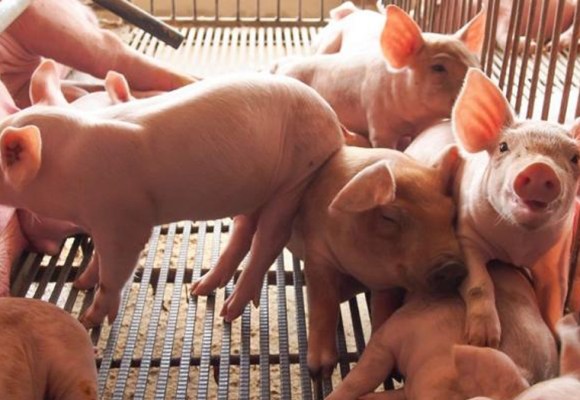 Alemania logra frenar la PPA: cero casos en producción comercial durante 2025