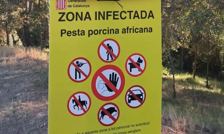 Porcicultura española cifra pérdidas de más de 150 millones de euros por brote de PPA