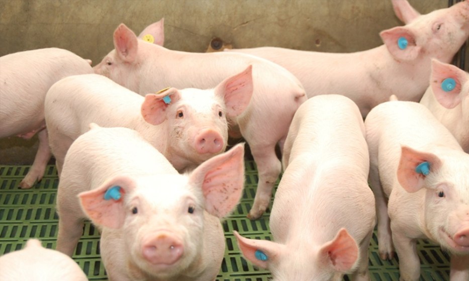 Glutaraldehído, desinfectante clave en porcicultura; eficacia superior frente a Salmonella choleraesuisy el Virus de la Peste Porcina Africana (VPAF)