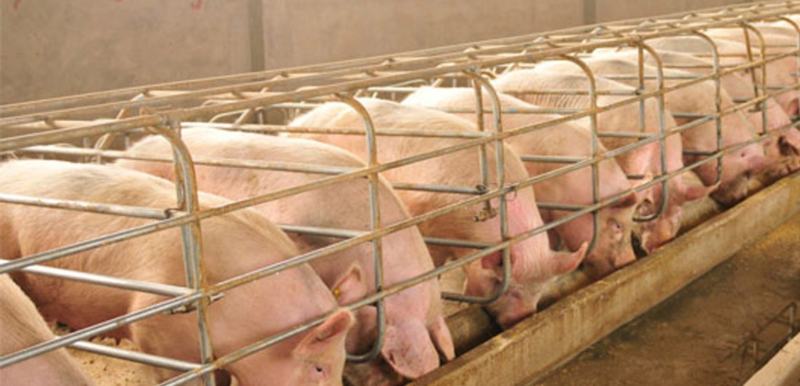 Porcicultura peruana cierra 2025 con señales claras de estabilidad