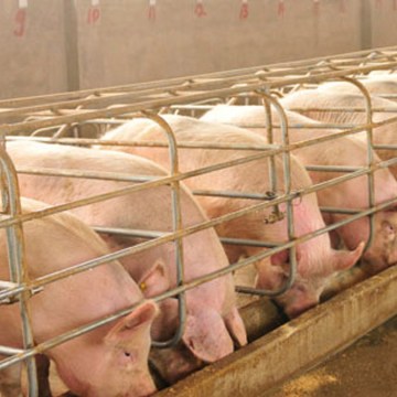 Porcicultura peruana cierra 2025 con señales claras de estabilidad