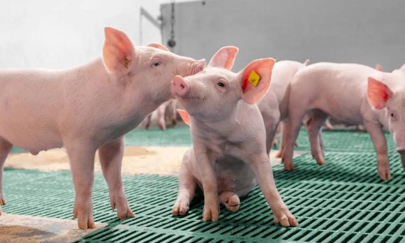 web Draxxin: Innovación en el tratamiento de enfermedades respiratorias porcinas