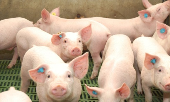 Glutaraldehído, desinfectante clave en porcicultura; eficacia superior frente a Salmonella choleraesuisy el Virus de la Peste Porcina Africana (VPAF)