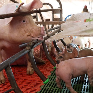 WEB Proyecto pecuario impulsa ingresos de porcicultores en Moquegua