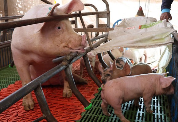 Proyecto pecuario impulsa ingresos de porcicultores en Moquegua