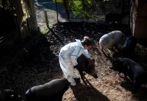 Comité Científico español atribuye a actividad humana la llegada de la PPA a Cataluña