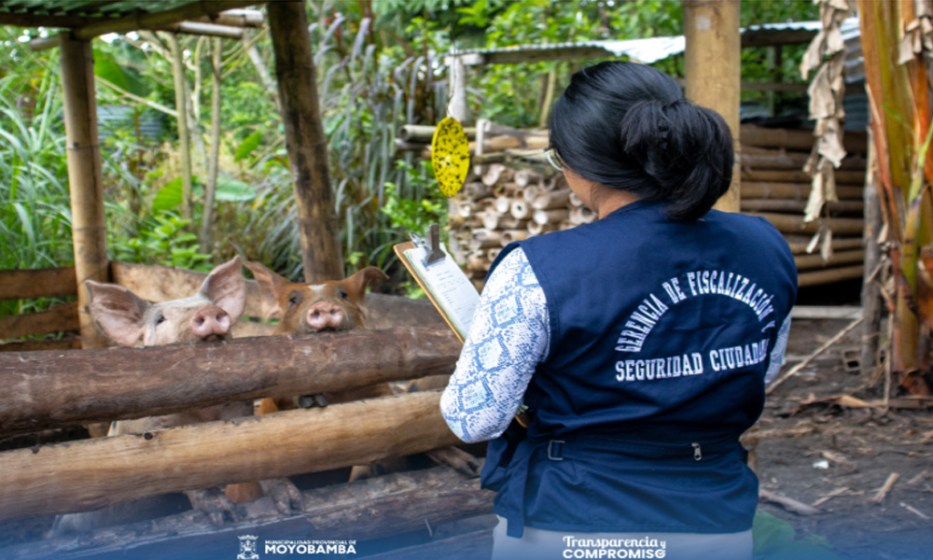 Moyobamba refuerza control sanitario sobre criaderos urbanos de porcinos