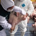 Influenza Porcina: Riesgo zoonótico y vigilancia epidemiológica
