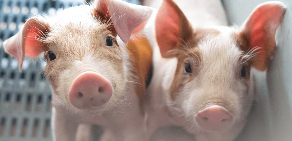 De purín a activo estratégico: Transformación de la porcicultura peruana a través de la revalorización de residuos