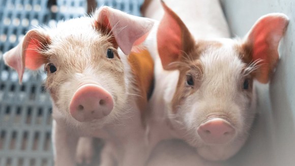 De purín a activo estratégico: Transformación de la porcicultura peruana a través de la revalorización de residuos