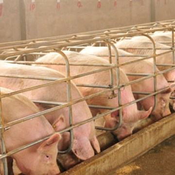 Mercado porcino peruano mantiene estabilidad en comercialización y abastecimiento