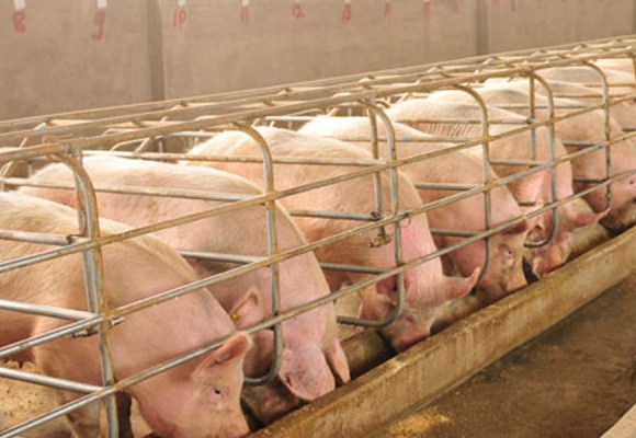 web Mercado porcino peruano mantiene estabilidad en comercialización y abastecimiento