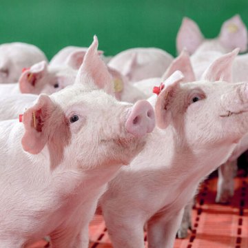 Artículo-Globalvet---Porcina87-1 Innovación en Proteína Funcional: Péptidos Bioactivos para el desafío del destete y pre inicio