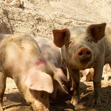 Tacna: Impulsan porcicultura en Ilabaya con entrega de 44 reproductoras