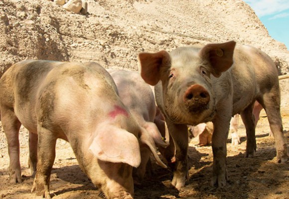 WEB Tacna: Impulsan porcicultura en Ilabaya con entrega de 44 reproductoras