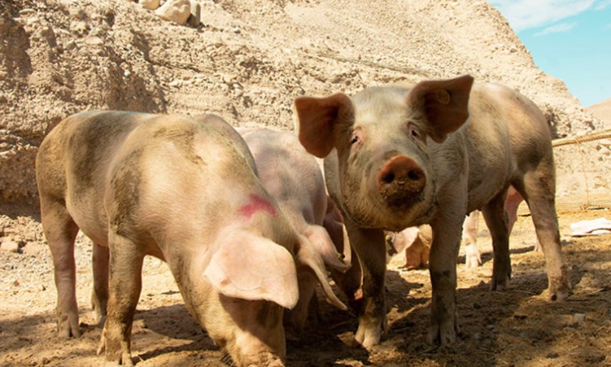 Tacna: Impulsan porcicultura en Ilabaya con entrega de 44 reproductoras