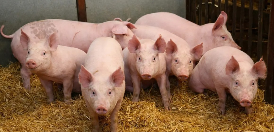 Variante 1C.5.32 de PRRS se expande y aumenta pérdidas en EE. UU.