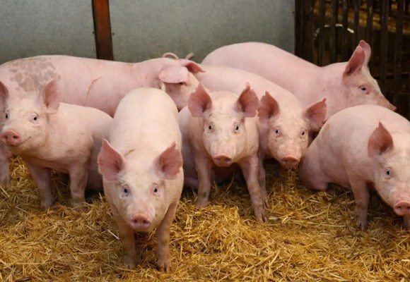 WEB Variante 1C.5.32 de PRRS se expande y aumenta pérdidas en EE. UU.