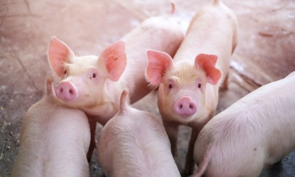 Circovirus Porcino tipo 2 y su transmisión (Parte 1)