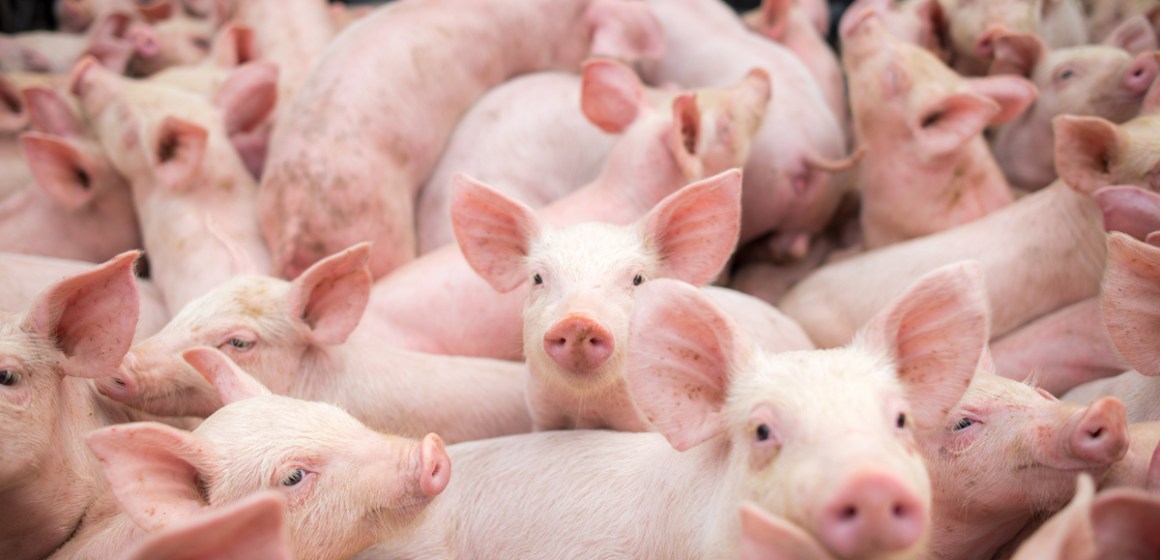 Chincha: proyecto de granja porcina de S/ 24.5 millones inicia evaluación ambiental