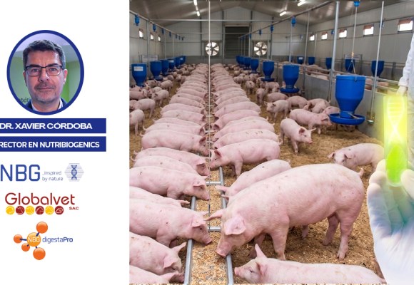 Imagen-web-weninar-globalvet-cerdos NutriBioGenics destacó la importancia de la valoración proteica en la nutrición animal