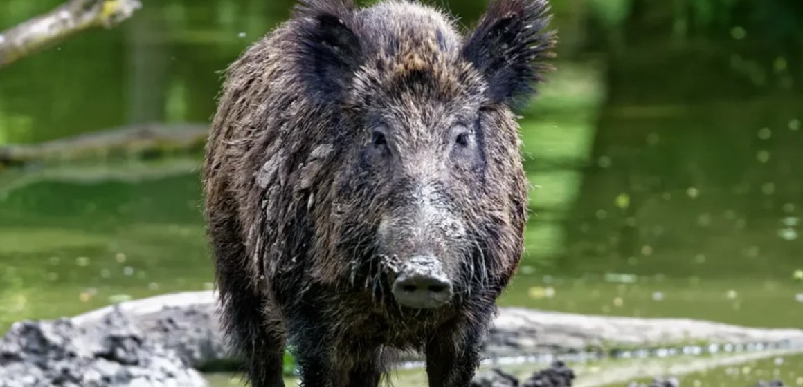 Alemania: detectan nuevo caso de PPA y reactivan medidas sanitarias
