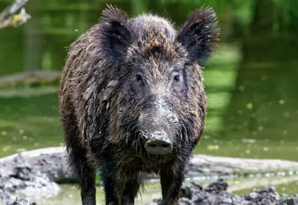 web Alemania: detectan nuevo caso de PPA y reactivan medidas sanitarias