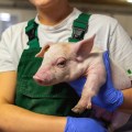 OMSA insta a aumentar inversión en sanidad animal para reducir riesgos en producción porcina