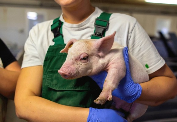 2 OMSA insta a aumentar inversión en sanidad animal para reducir riesgos en producción porcina