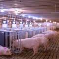 Indicadores técnicos del sitio 3 y su impacto en la productividad de la granja porcina