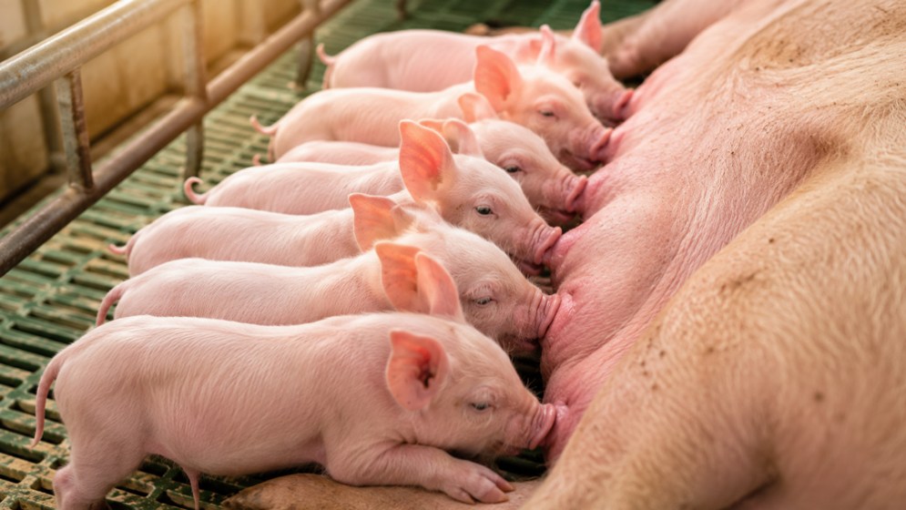 Recuperando los lechones extra: Estrategias nutricionales y de manejo para destetar más lechones por cerda