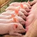 Recuperando los lechones extra: Estrategias nutricionales y de manejo para destetar más lechones por cerda