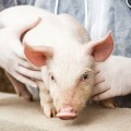 Estudio global revela que más del 60% de los cerdos tiene deficiencia de vitamina D