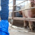 Detectan nuevas variantes virulentas de PRRS en Estados Unidos