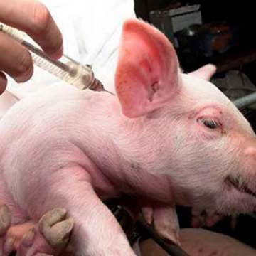 WEB India presenta vacuna autóctona contra la PPA; prevén su llegada al mercado en seis meses