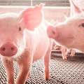 OMSA respalda Plan de Acción Mundial para atender resistencia a los antimicrobianos