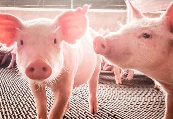 OMSA respalda Plan de Acción Mundial para atender resistencia a los antimicrobianos