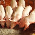 Producción de carne de cerdo cae 20% en Bolivia por escasez de combustible, prevén alza en precios