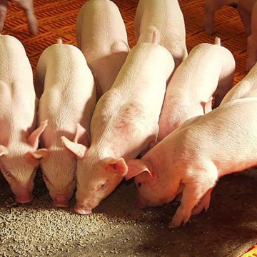 web Producción de carne de cerdo cae 20% en Bolivia por escasez de combustible, prevén alza en precios