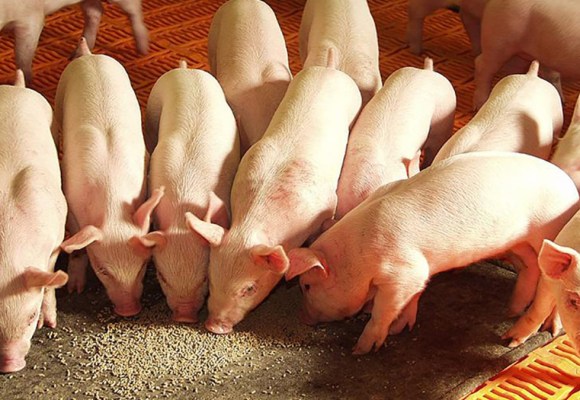 Producción de carne de cerdo cae 20% en Bolivia por escasez de combustible, prevén alza en precios