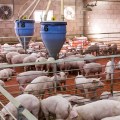 Más de 200 familias porcicultoras son capacitadas en manejo y bioseguridad en Ayabaca