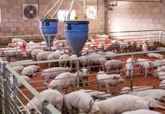 Más de 200 familias porcicultoras son capacitadas en manejo y bioseguridad en Ayabaca