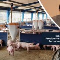 ASOPORCI solicita audiencia al MIDAGRI para impulsar agenda estratégica en favor de la porcicultura peruana