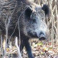 Finlandia detecta por primera vez PPA en su territorio