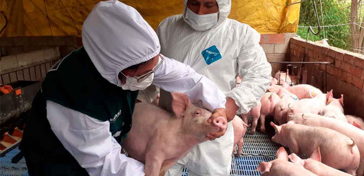 ASOPORCI solicita atención urgente ante desabastecimiento de vacuna contra la PPC