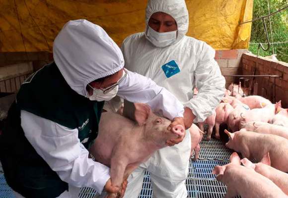 ASOPORCI solicita atención urgente ante desabastecimiento de vacuna contra la PPC