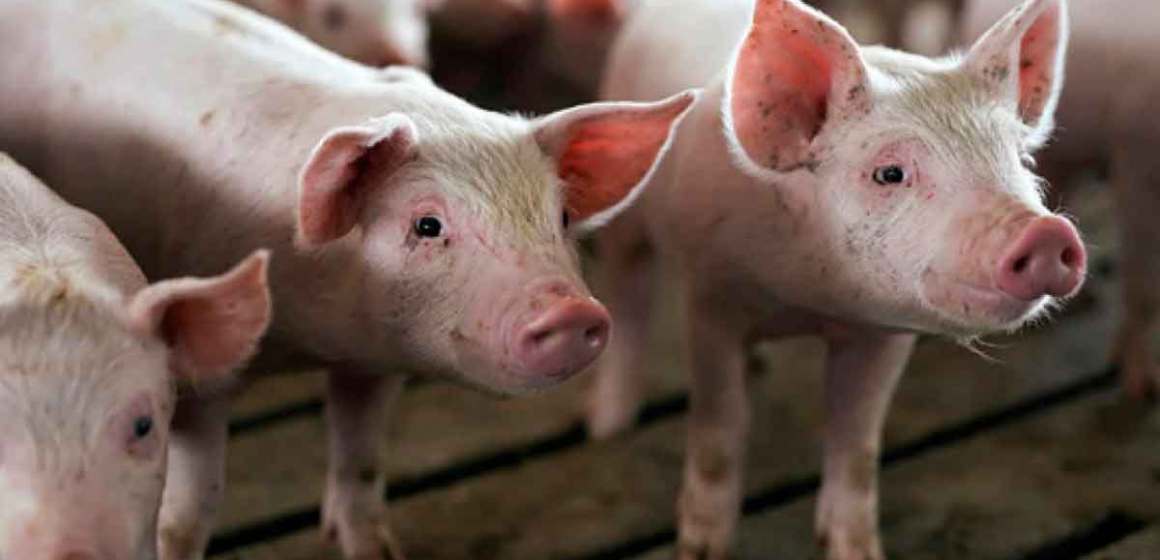 web Virus de la Hepatitis E en cerdos: Aspectos clave y su impacto en la salud pública
