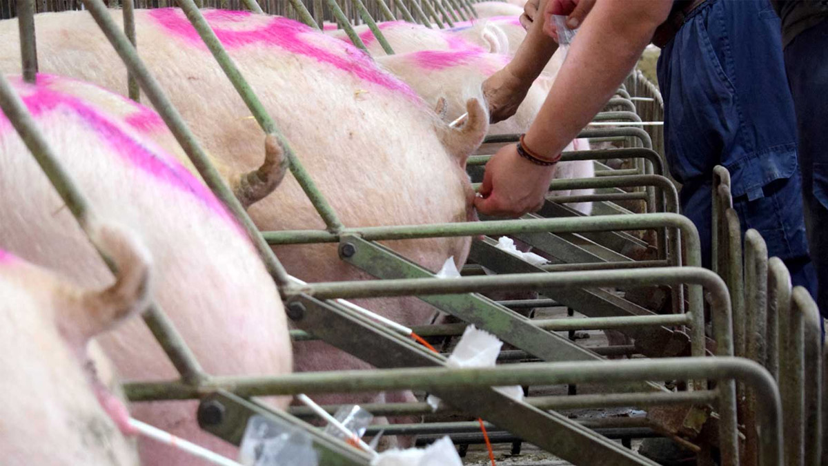 España: Mejoran proceso de inseminación porcina con inteligencia artificial