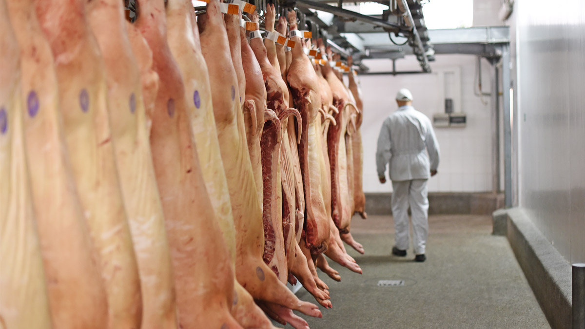 México mantiene récord en importación de carne porcina en primer trimestre de 2025