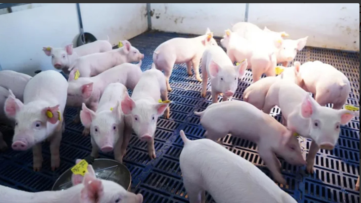 Producción de carne de cerdo en China creció 7% al cierre de 2025